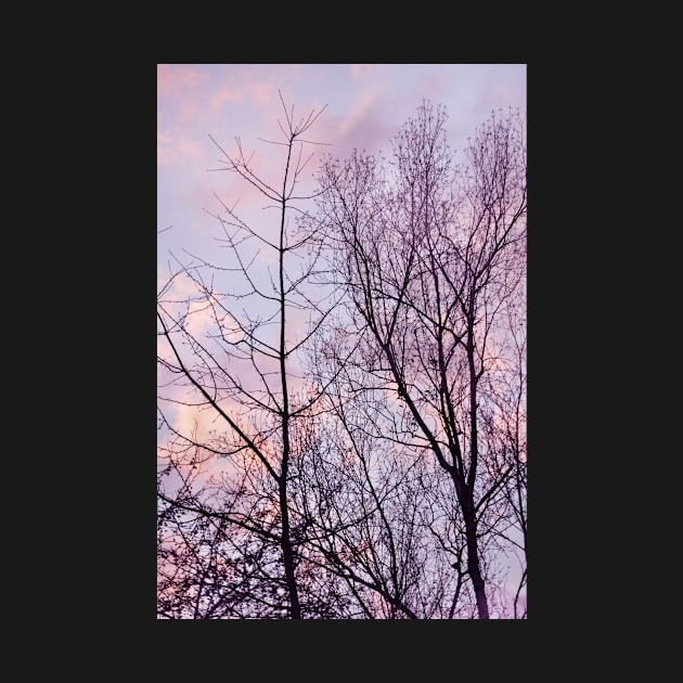 Barren trees ~ evening sky by LaurieMinor