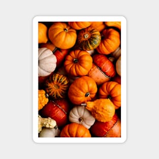 Pumpkins Print Magnet