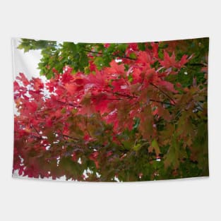 Red green autumn maple leaves Tapestry