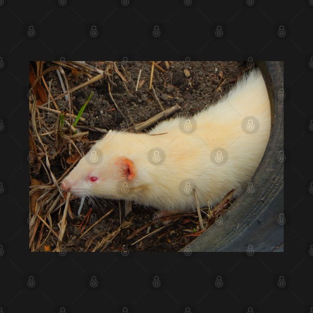 Albino Ferret by TrapperWeasel