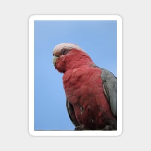 Galah Magnet