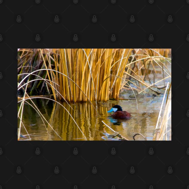 Ruddy Duck in Spring. by CanadianWild418