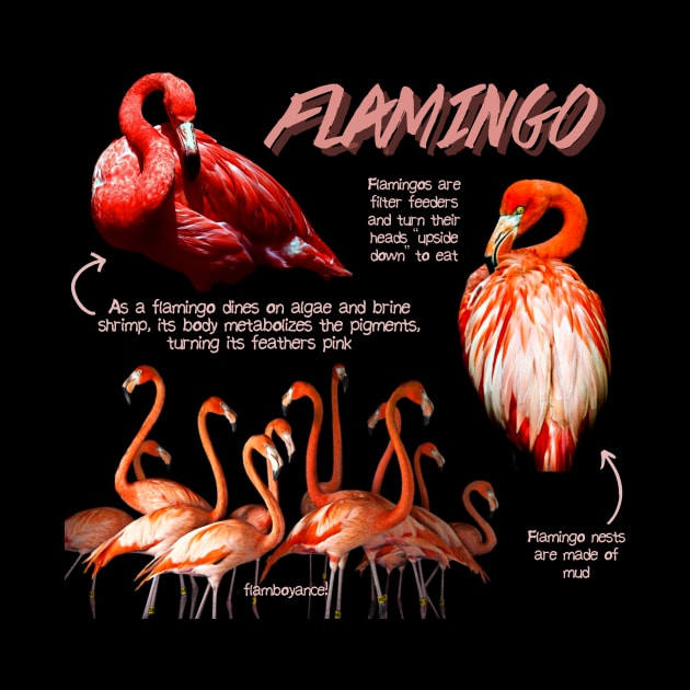 Flamingo Fun Facts by Animal Facts and Trivias