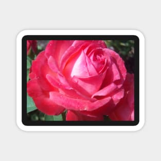 Bright Sun Hot Pink Rose Photo Print And Others Magnet