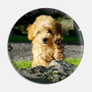 Toy Poodle Puppy Pin