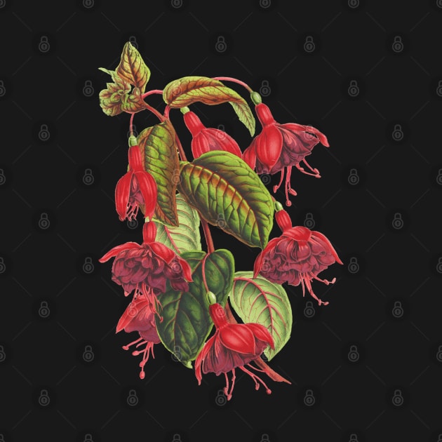 Fuchsia flowers - botanical illustration by chimakingthings