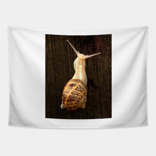 ibs snail Tapestry