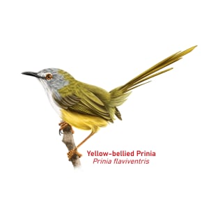 Yellow-bellied Prinia | Prinia flaviventris T-Shirt