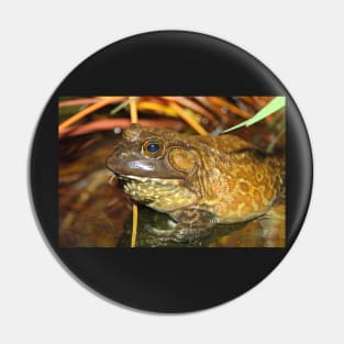 American Bullfrog Closeup and Personal Pin