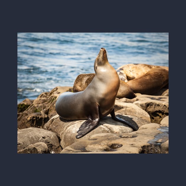 California Sea Lion Portrait by mcdonojj