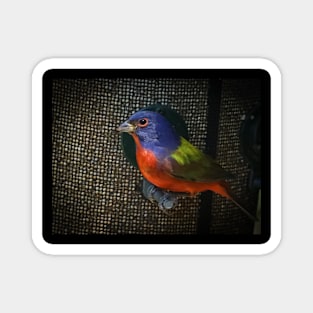 Painted Bunting Magnet