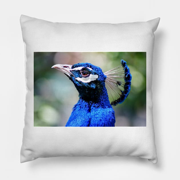 101017 peacock Pillow by pcfyi