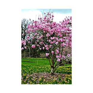 Magnolia Tree Batsford Arboretum Cotswolds UK T-Shirt
