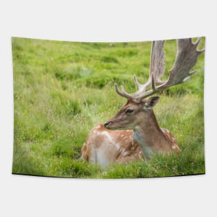 Fallow Deer Tapestry