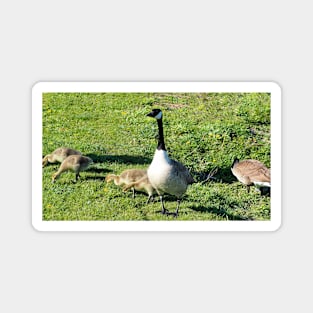 Canada Goose Parent Watching Its Goslings Magnet