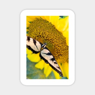 Butterfly on a sunflower Magnet