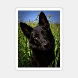 Black german shepherd Magnet