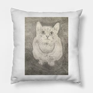 Cat fixation Pillow