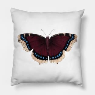 Mourning Cloak Pillow