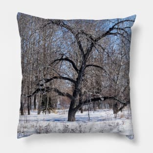 Bur Oak tree. Pillow