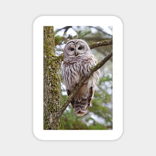 Who, Who, Who cooks for you? Barred Owl Magnet