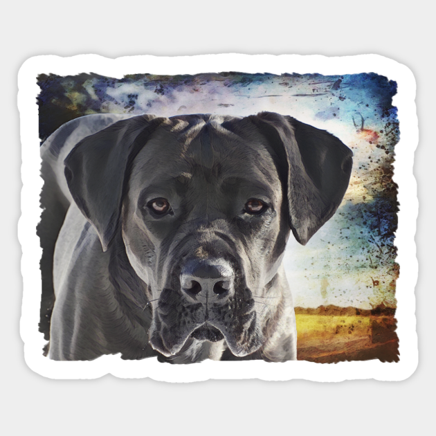 Cane Corso Dog With Floppy Ears Cane Corso Dog Sticker Teepublic