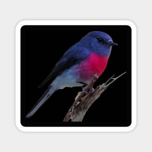 Pretty bird Magnet