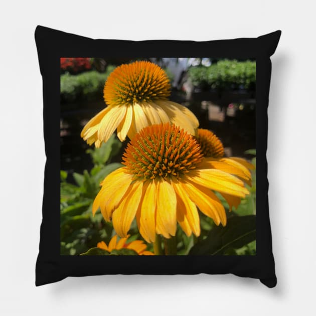 Summer Yellow Echinacea Blossom Rising Pillow by Photomersion
