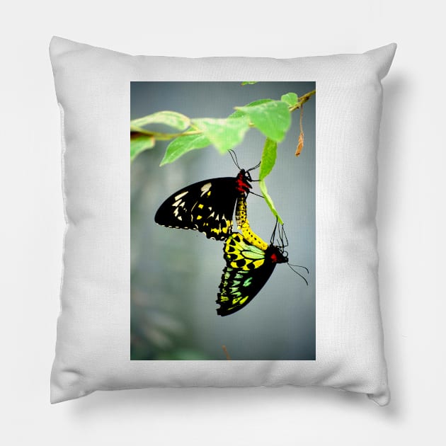 Mating Cairns Birdwings Pillow by GP1746