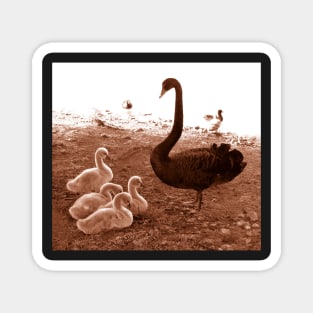Swan and chicks : photograph Magnet