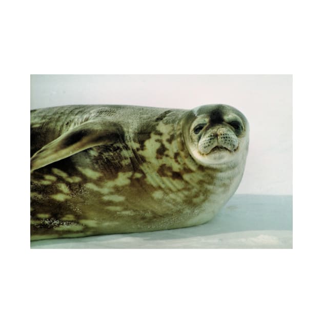 Crabeater Seal, Ross Sea, Antarctica by Carole-Anne