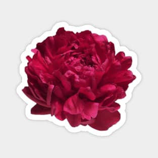 Red Peony Close-up Magnet