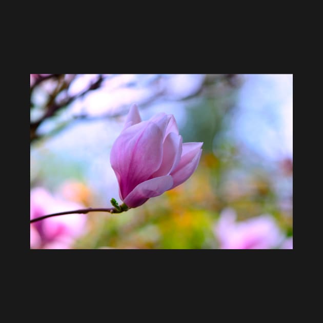 Magnolia flower by EmiBarDesign