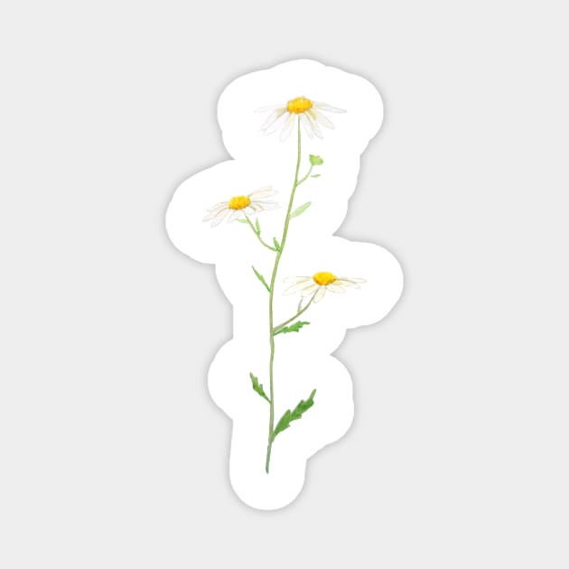 white daisy watercolor Magnet by colorandcolor