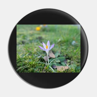 Early blue Crocus Pin