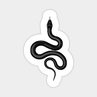Black Real Snake Magnet