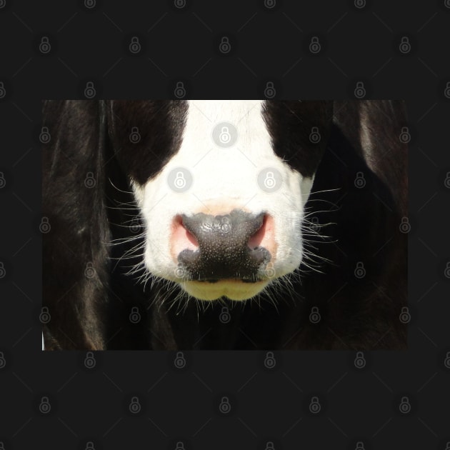 Moo Snout by AH64D