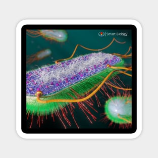 E.coli Cross-Section Magnet