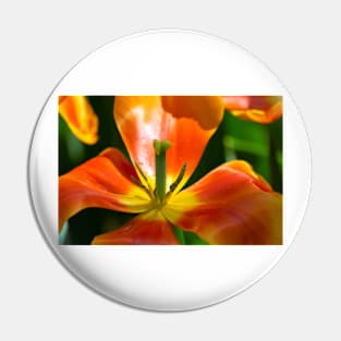 tulip in bloom Pin