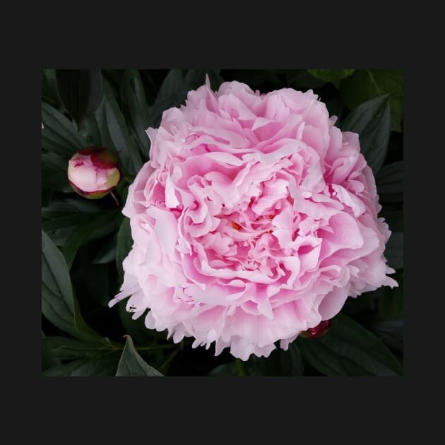 peony flower by robelf