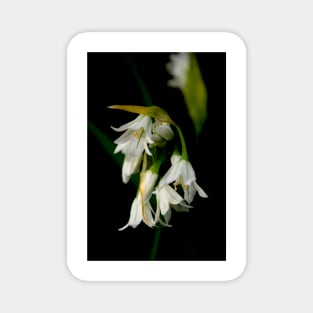 Wild Garlic Magnet