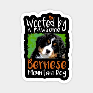 Bernese Mountain Dog Face Magnet