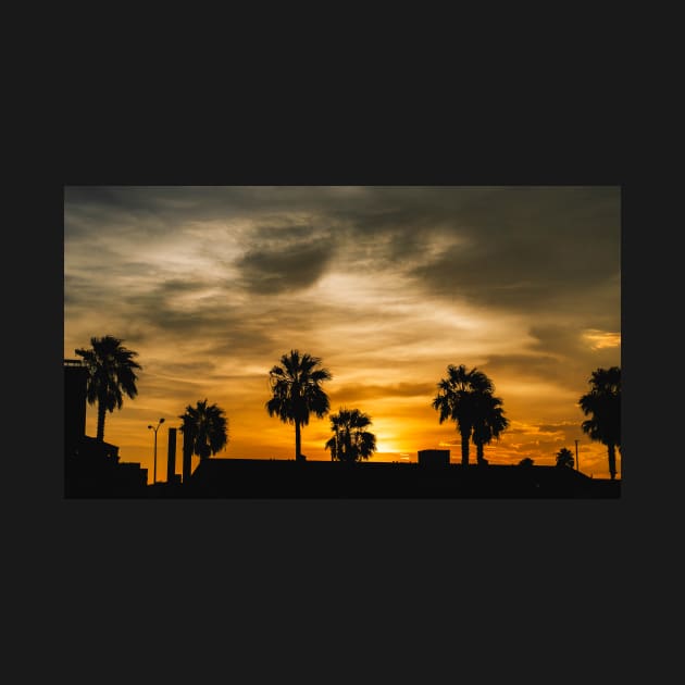 Palm Tree Sunset by Robtography