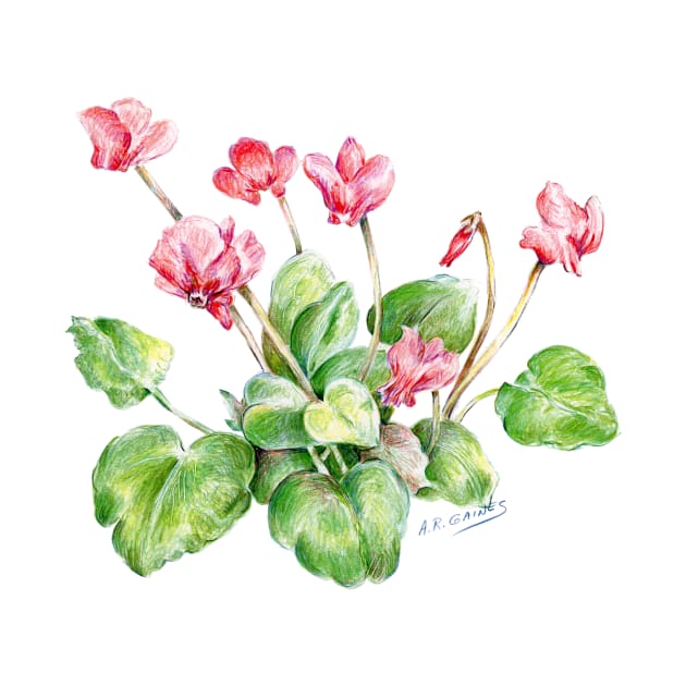 Color pencil of Cyclamen Flower by ShiningLightGallery