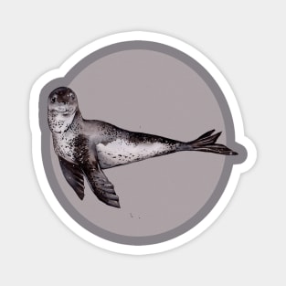 Leopard Seal Magnet