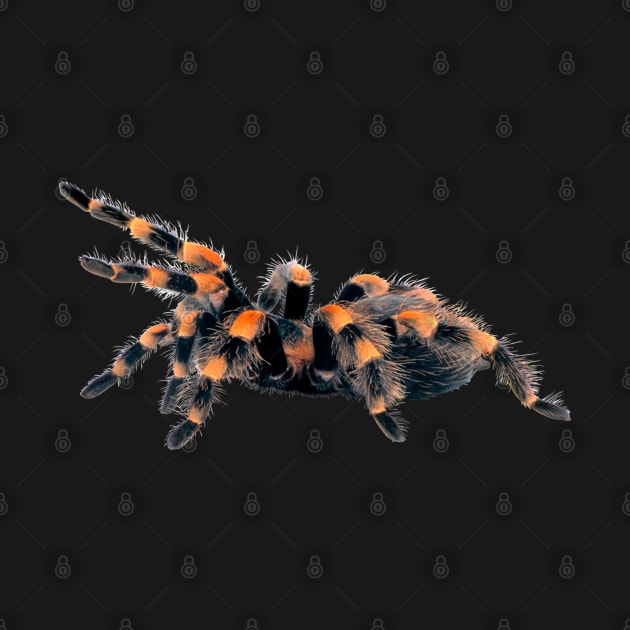 flamenco spider by NerdsbyLeo