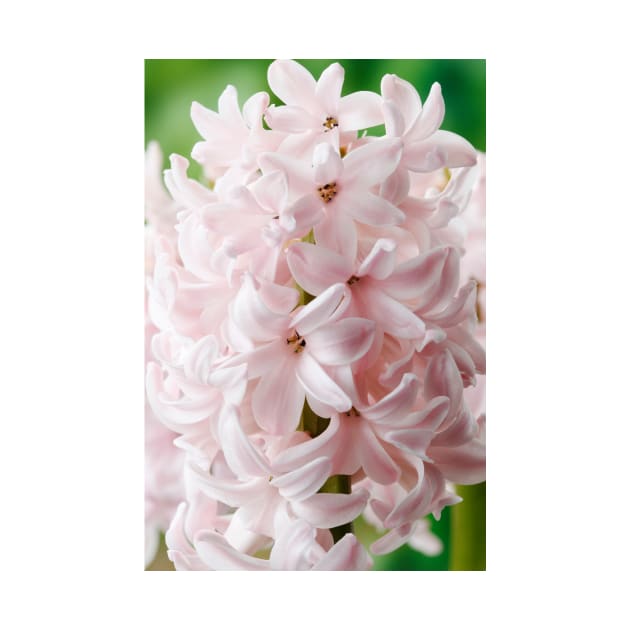 Hyacinthus orientalis  &#39;China Pink&#39;  Hyacinth by chrisburrows