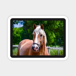 Horse Portrait Magnet