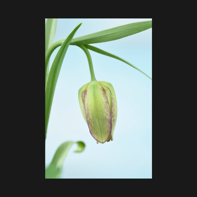 Fritillaria  Fritillary  April by chrisburrows