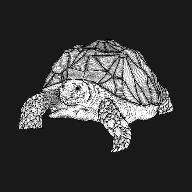 Turtle by JudePeters